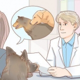 Omgaan met veelvoorkomende paringsprobleme by honde