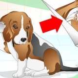 Oorontstekingen by honde behandelen