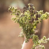 Oregano gedrogene