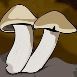 Kweek sampioene