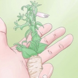 Snoei petunias