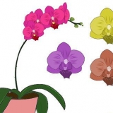 Phalenopsis-orgideë (vlinder-orgideë) sorg