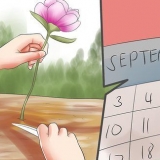 Deel en uitplant van pioene