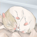Plezier het met jou hamster