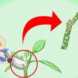 Plumeria steggies