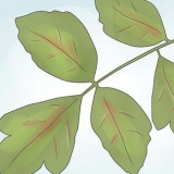 Ontlont poison oak