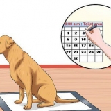 Puppypads en zindelijkheidstraining combineren