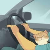 Reizen met 'n kat