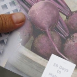 Groeiende beet