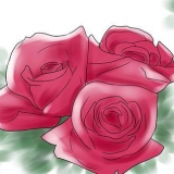 Kweek rose