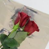 Hou rose vars
