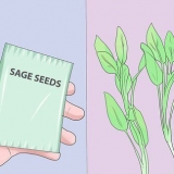 Salie kweken