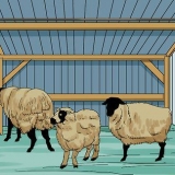 Schapen versorgen