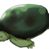 Schildpadden versorgen