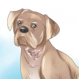 Schurft by honden genezen