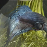 Siamese kempvissen kweken