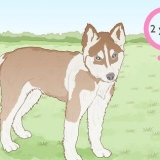 Siberiese husky se fokken