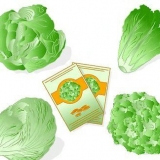 Blaarslaai plante