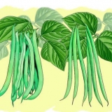 Groeiende groenbone