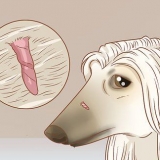 Steelwratjes verwyder by honde