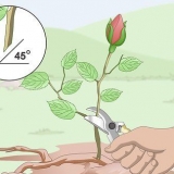 Neem steggies van rose