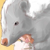 Stinkdieren verjagen