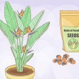 Groeiende strelitzia