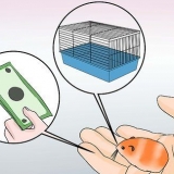 Syriese hamsters fokken