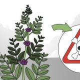 Toets of 'n plant eetbaar is