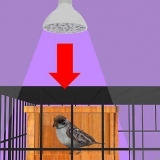 Thuis vir 'n zieke vogel sorg