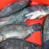 Tilapia braai