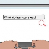 Toestemming kry van je ouders om 'n hamster te hou