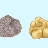Kweek truffels