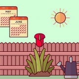 Snoei tulpe