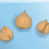 Plant tulpbolle