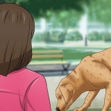 Uitdroging herkennen by 'n hond