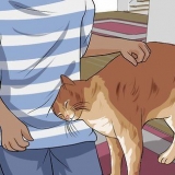Vacht van katten ontklitten