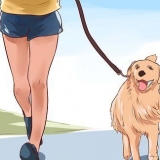 Van je hond hou