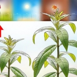 Verbena snoei