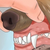 Vergiftiging herkennen by honde