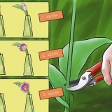 Sorg vir vars geplukte tulpe