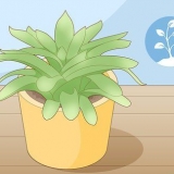 Voortplanting van vetplante deur steggies