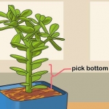 Vetplante propageer deur hul blare