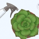 Gieter vetplante