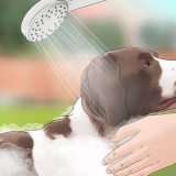Vliegen van honde af hou