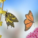 Vlinders voer