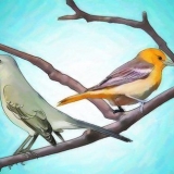 Vogels aantrekken