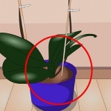 Sorg vir binnenshuise plante