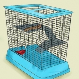 Voor chinchilla se sorg