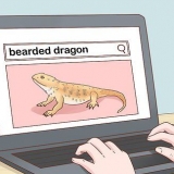 Voor 'n baardagame sorg